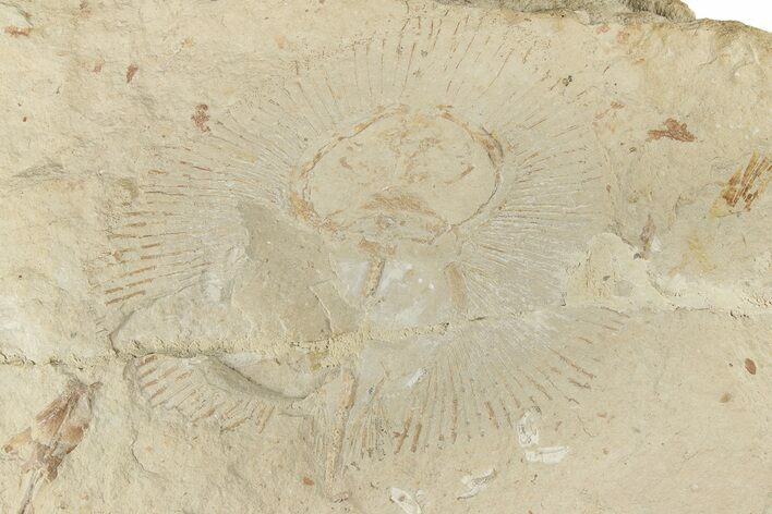 Bargain, Cretaceous Ray (Cyclobatis) - Hakel, Lebanon #200635